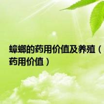 蟑螂的药用价值及养殖(蟑螂的药用价值)