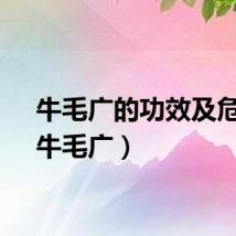 牛毛广的功效及危害（牛毛广）