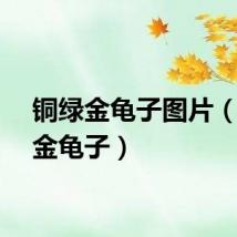 铜绿金龟子图片（铜绿金龟子）