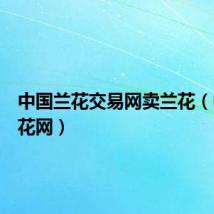 中国兰花交易网卖兰花(中国兰花网)