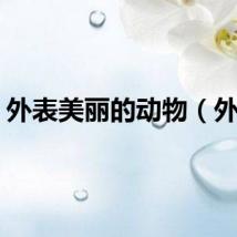 外表美丽的动物（外表）