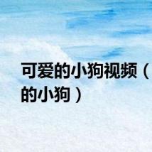 可爱的小狗视频（可爱的小狗）