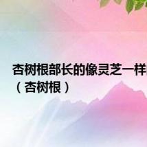 杏树根部长的像灵芝一样的东西(杏树根)