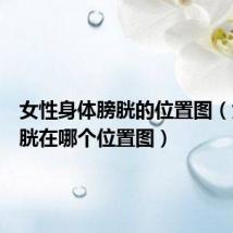 女性身体膀胱的位置图(女性膀胱在哪个位置图)