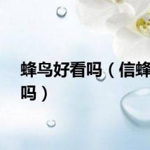 蜂鸟好看吗（信蜂好看吗）