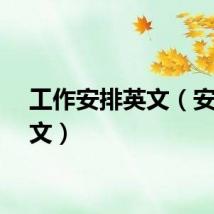 工作安排英文（安排英文）