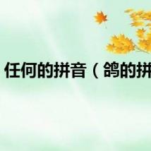 任何的拼音（鸽的拼音）