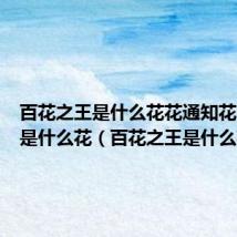 百花之王是什么花花通知花中君子是什么花(百花之王是什么花)