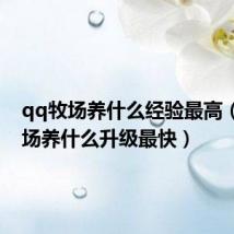qq牧场养什么经验最高(qq牧场养什么升级最快)