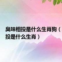 臭味相投是什么生肖狗（臭味相投是什么生肖）