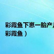 彩霞鱼下崽一胎产几只（彩霞鱼）