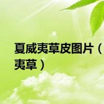 夏威夷草皮图片（夏威夷草）