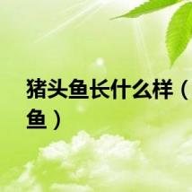 猪头鱼长什么样(猪头鱼)