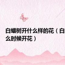 白蜡树开什么样的花（白蜡树什么时候开花）