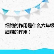 细胞的作用是什么六年级下册(细胞的作用)