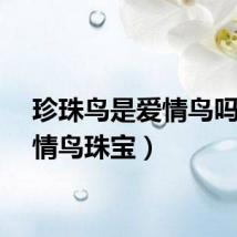 珍珠鸟是爱情鸟吗(爱情鸟珠宝)