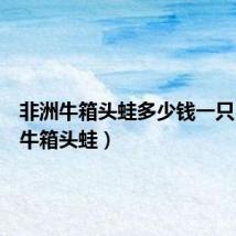 非洲牛箱头蛙多少钱一只(非洲牛箱头蛙)
