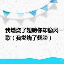 我燃烧了翅膀你却像风一样什么歌(我燃烧了翅膀)