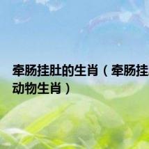 牵肠挂肚的生肖(牵肠挂肚打一动物生肖)