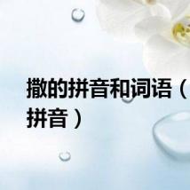 撒的拼音和词语（撒的拼音）