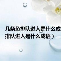 几条鱼排队进入是什么成语(鱼排队进入是什么成语)