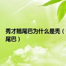 秀才翘尾巴为什么是秃(秀才翘尾巴)