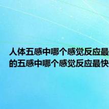 人体五感中哪个感觉反应最快(人的五感中哪个感觉反应最快)