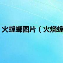 火螳螂图片（火烧螳螂）