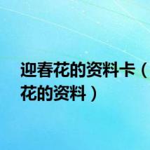 迎春花的资料卡（迎春花的资料）