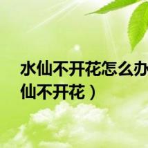水仙不开花怎么办（水仙不开花）