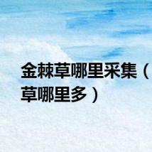 金棘草哪里采集（金棘草哪里多）