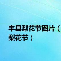 丰县梨花节图片（丰县梨花节）