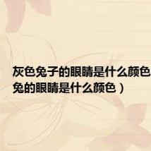 灰色兔子的眼睛是什么颜色的(灰兔的眼睛是什么颜色)