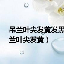 吊兰叶尖发黄发黑（吊兰叶尖发黄）