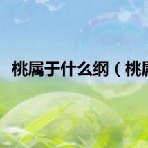 桃属于什么纲（桃属）