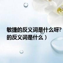 敏捷的反义词是什么呀?(敏捷的反义词是什么)