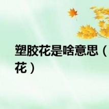 塑胶花是啥意思（塑胶花）