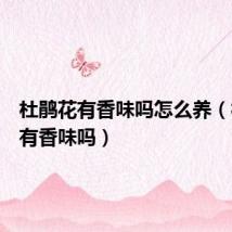 杜鹃花有香味吗怎么养(杜鹃花有香味吗)
