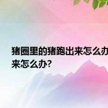 猪圈里的猪跑出来怎么办?又出来怎么办?