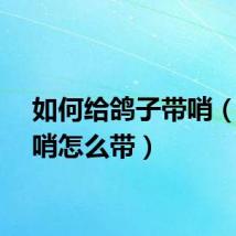 如何给鸽子带哨（鸽子哨怎么带）