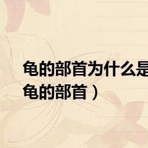 龟的部首为什么是刀（龟的部首）