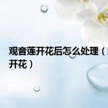 观音莲开花后怎么处理(观音莲开花)