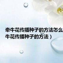 牵牛花传播种子的方法怎么写(牵牛花传播种子的方法)