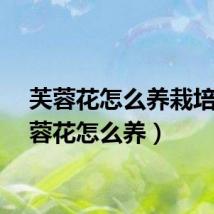 芙蓉花怎么养栽培(芙蓉花怎么养)