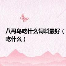 八哥鸟吃什么饲料最好（八哥鸟吃什么）
