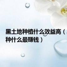 黑土地种植什么效益高（黑土地种什么最赚钱）