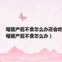 母猪产后不食怎么办还会吃脏水(母猪产后不食怎么办)