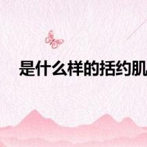 是什么样的括约肌？