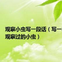 观察小虫写一段话（写一写自己观察过的小虫）