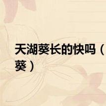 天湖葵长的快吗（天湖葵）